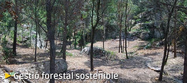 Gestió forestal sostenible