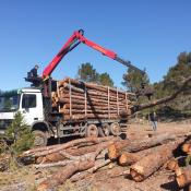 Carregant la fusta per transportar-la